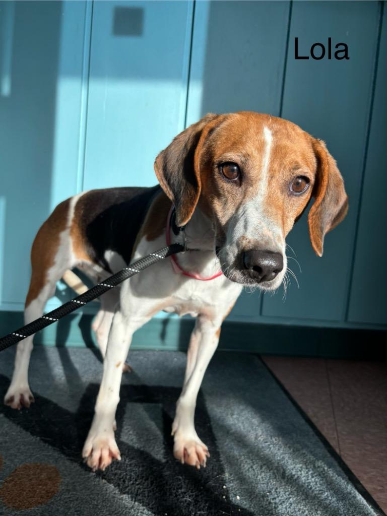 Enlarge B21 Lola, a Adoptable mixed breed in Wabash, IN image 1/2