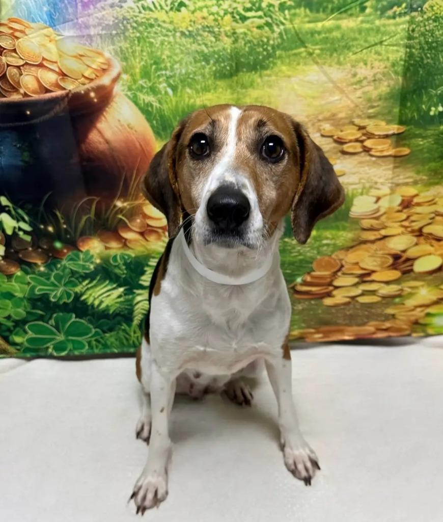 Enlarge B21 Lola, a Adoptable mixed breed in Wabash, IN image 2/2