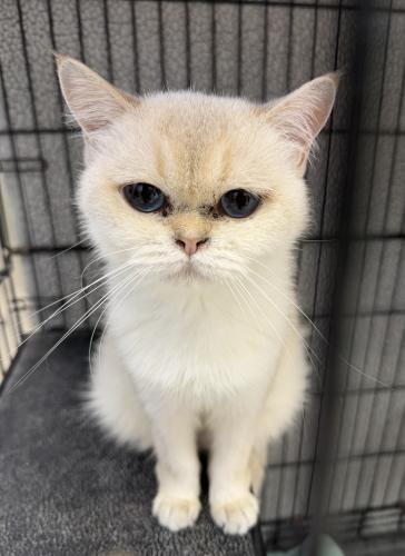 Enlarge Pearl, a Adoptable Domestic Medium Hair in Webster, MA image 1/1
