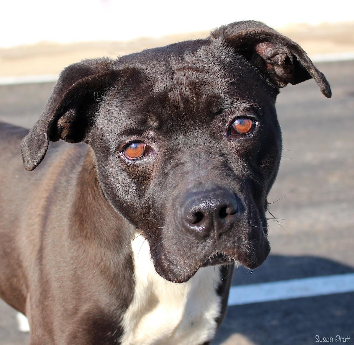 Dinosaur, ADOPTABLE, Young Male Pit Bull Terrier.