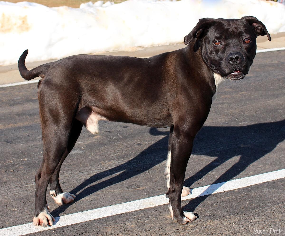 Enlarge Dinosaur, a ADOPTABLE mixed breed in Bedford, VA image 3/3