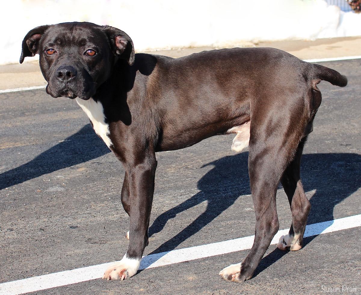 Enlarge Dinosaur, a ADOPTABLE mixed breed in Bedford, VA image 2/3