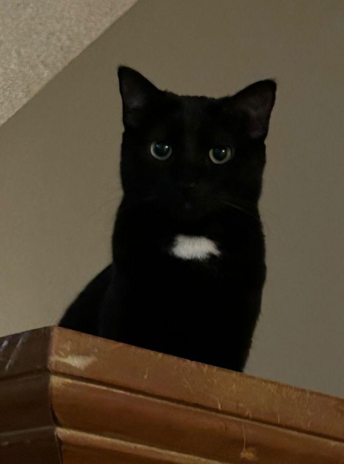 Enlarge Sabrina, a Adoptable Domestic Short Hair in Phoenix, AZ image 3/3