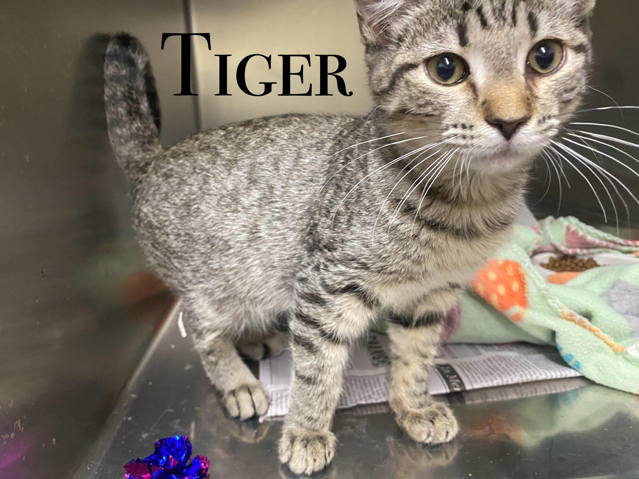 Tiger