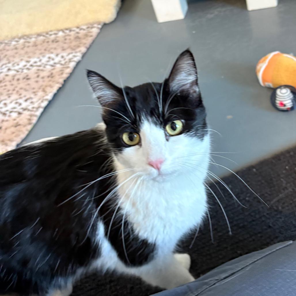 Gidget, Adoptable, Adult Female Domestic Short Hair.