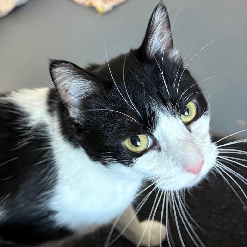 Enlarge Gidget, a Adoptable Domestic Short Hair in Rifle, CO image 2/5