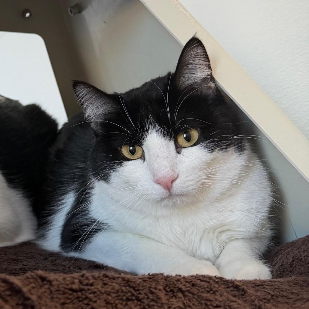 Enlarge Gidget, a Adoptable Domestic Short Hair in Rifle, CO image 3/5