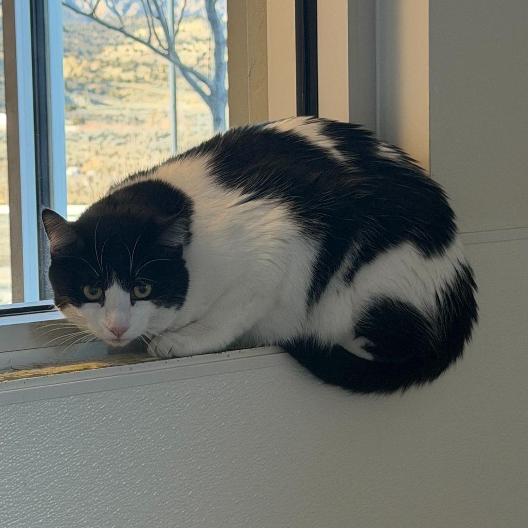 Enlarge Gidget, a Adoptable Domestic Short Hair in Rifle, CO image 4/5