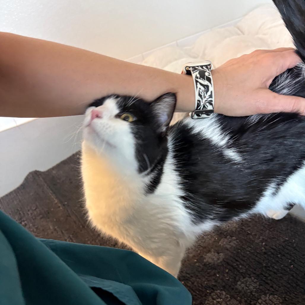 Enlarge Gidget, a Adoptable Domestic Short Hair in Rifle, CO image 5/5