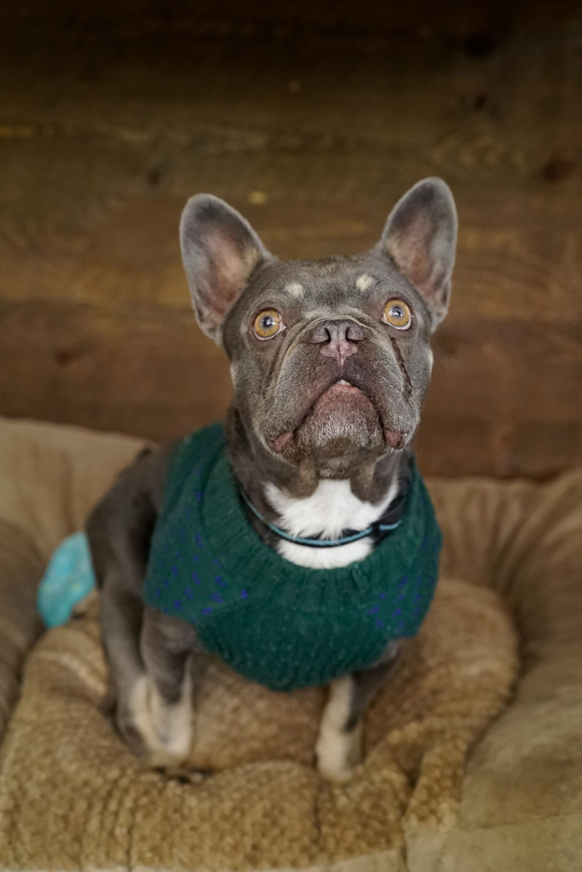 Enlarge Boo Boo, a Adoptable French Bulldog in Pasadena, CA image 4/6