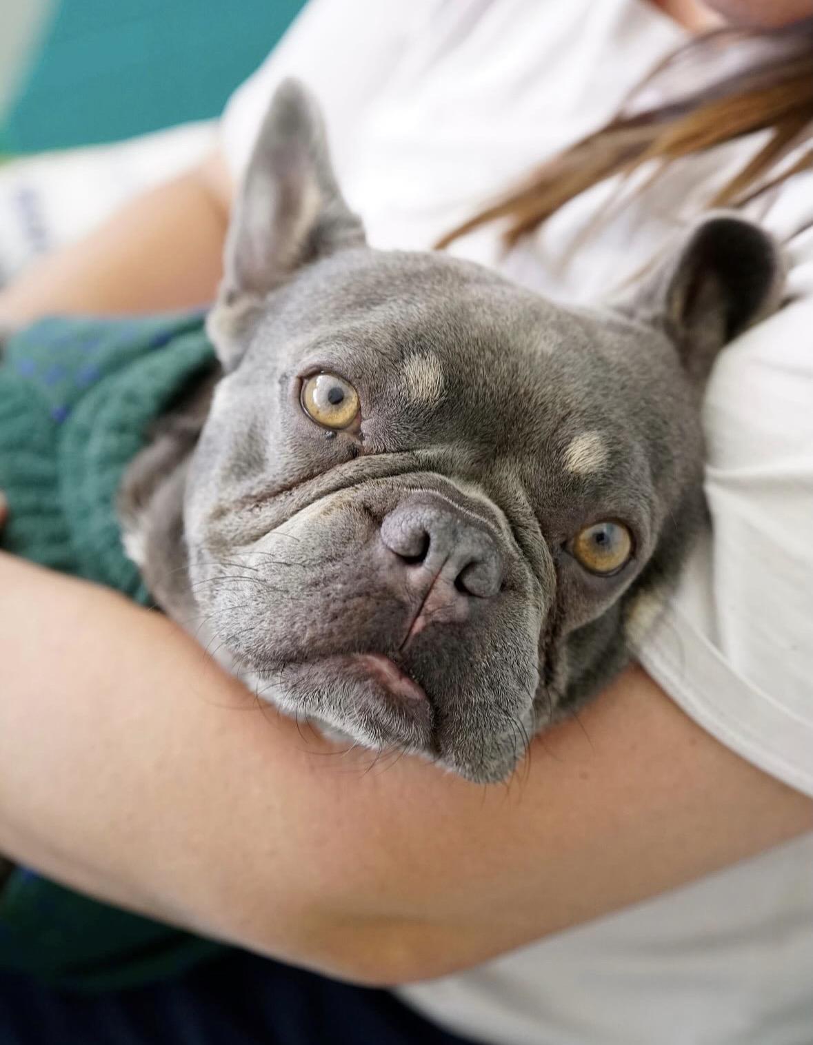 Boo Boo, Adoptable, Adult Male French Bulldog.