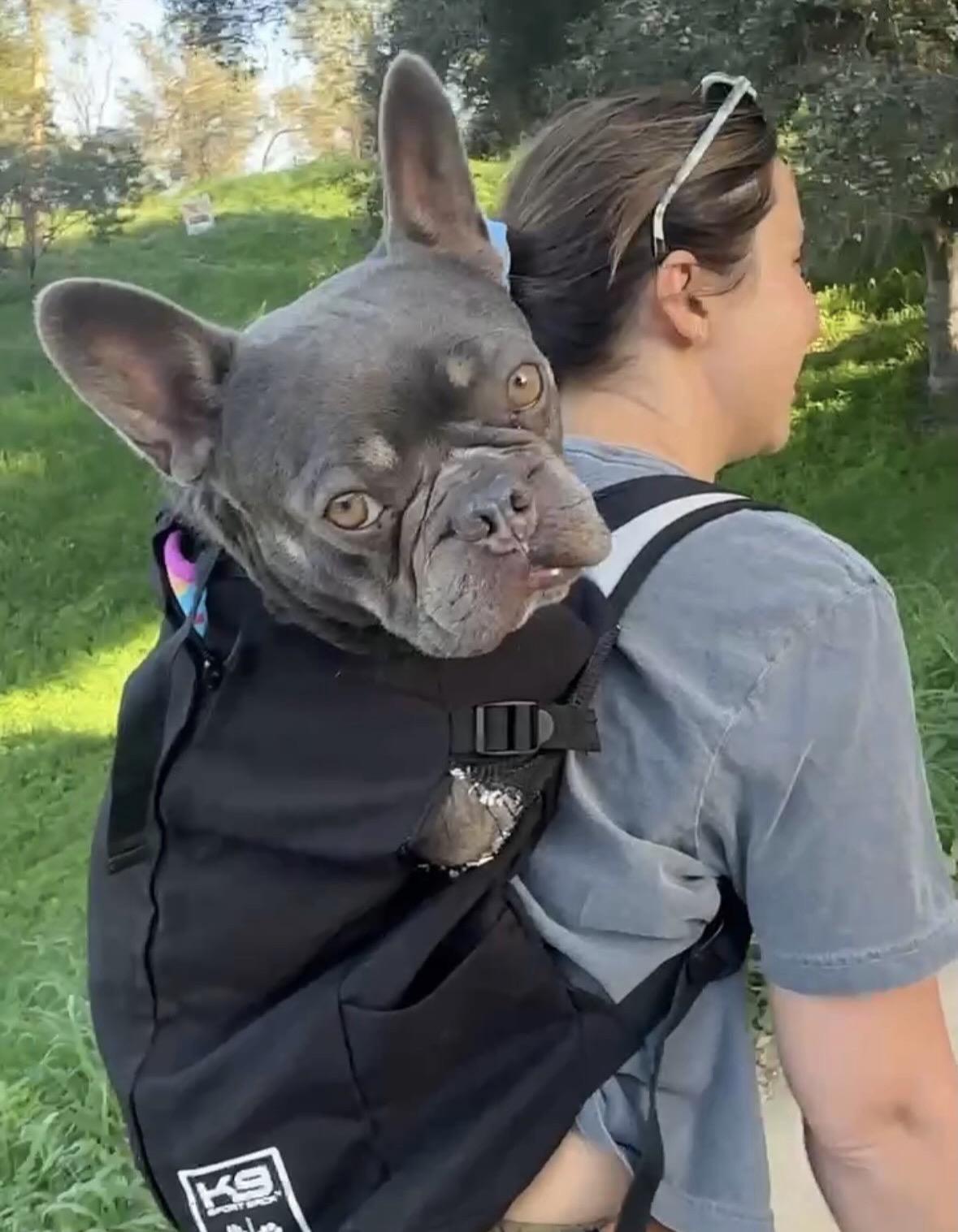 Enlarge Boo Boo, a Adoptable French Bulldog in Pasadena, CA image 3/6