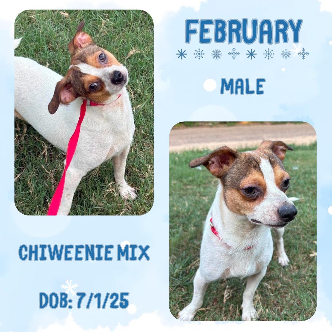 February, Adoptable, Young Male Chiweenie.