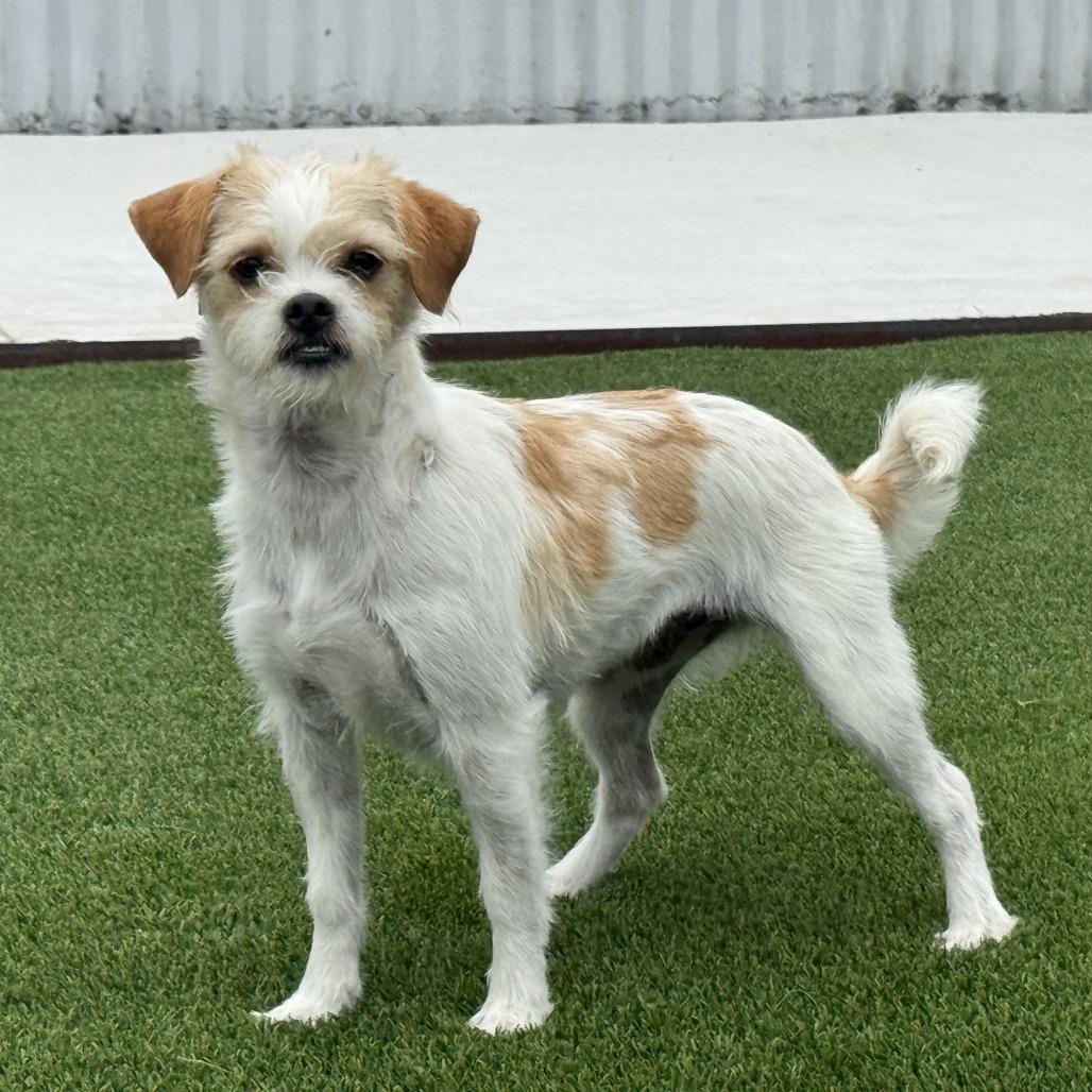 Enlarge Pooka, an adopted mixed breed in San Antonio, TX image 3/5