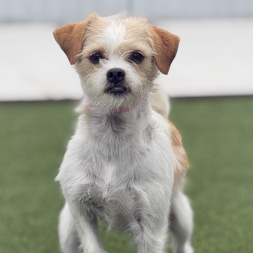 Enlarge Pooka, an adopted mixed breed in San Antonio, TX image 1/5