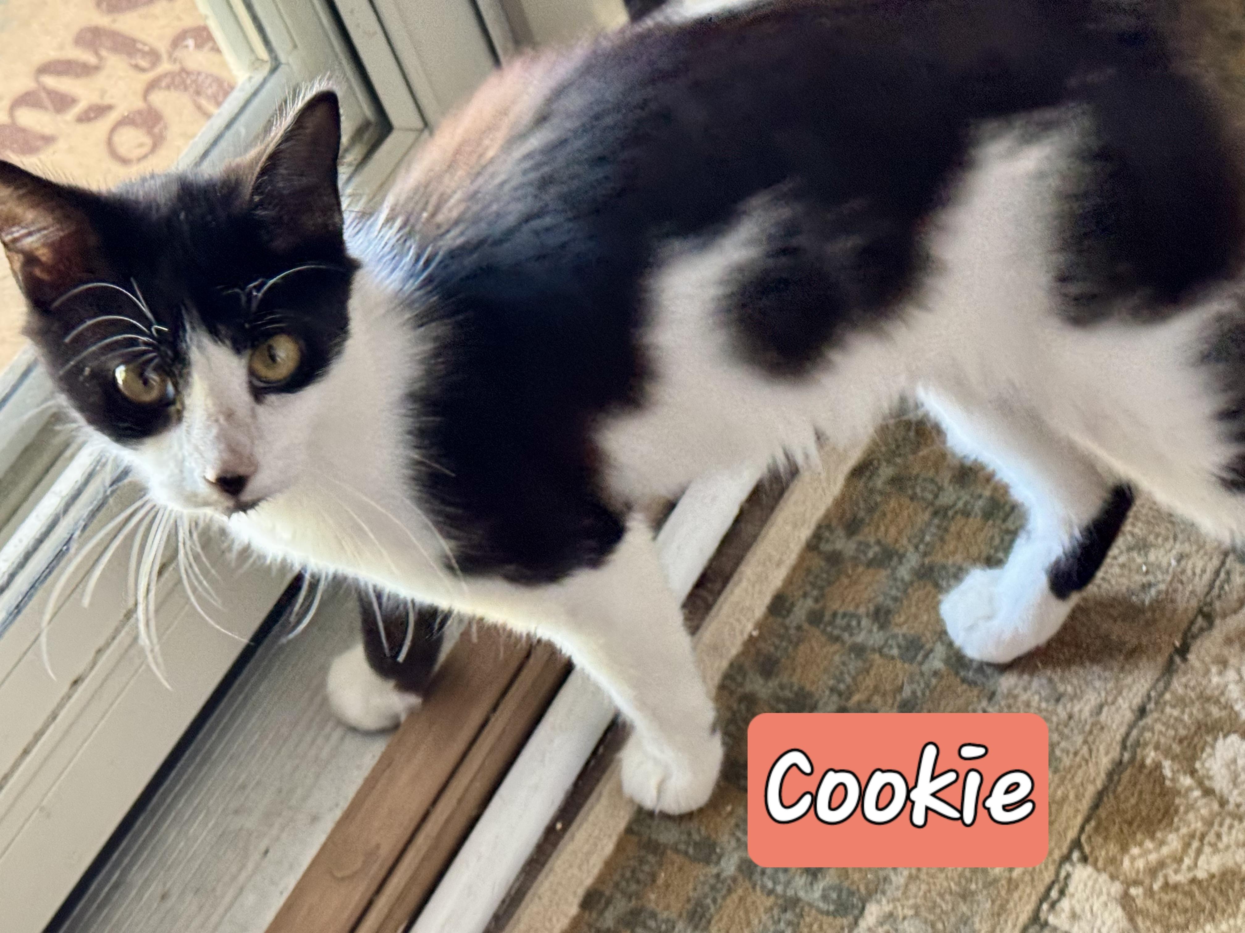 Enlarge Cookie, a Adoptable Domestic Medium Hair in Wilmington, NC image 3/4