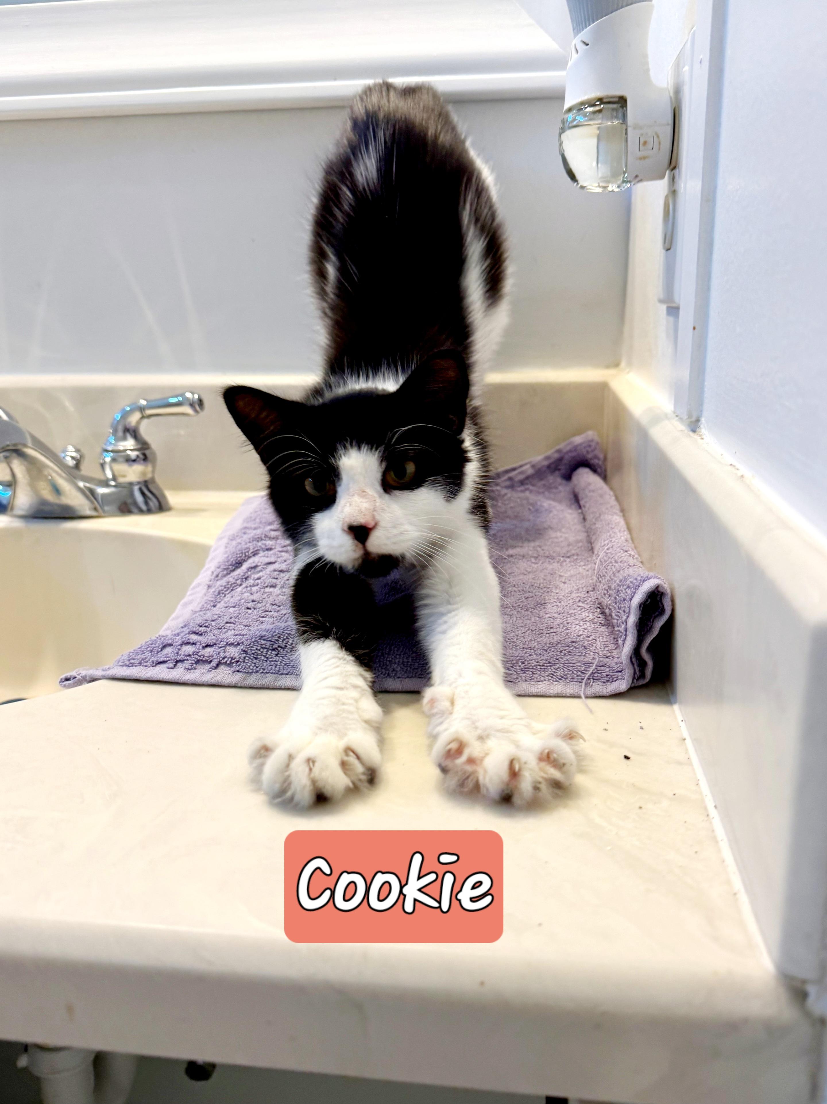 Enlarge Cookie, a Adoptable Domestic Medium Hair in Wilmington, NC image 4/4