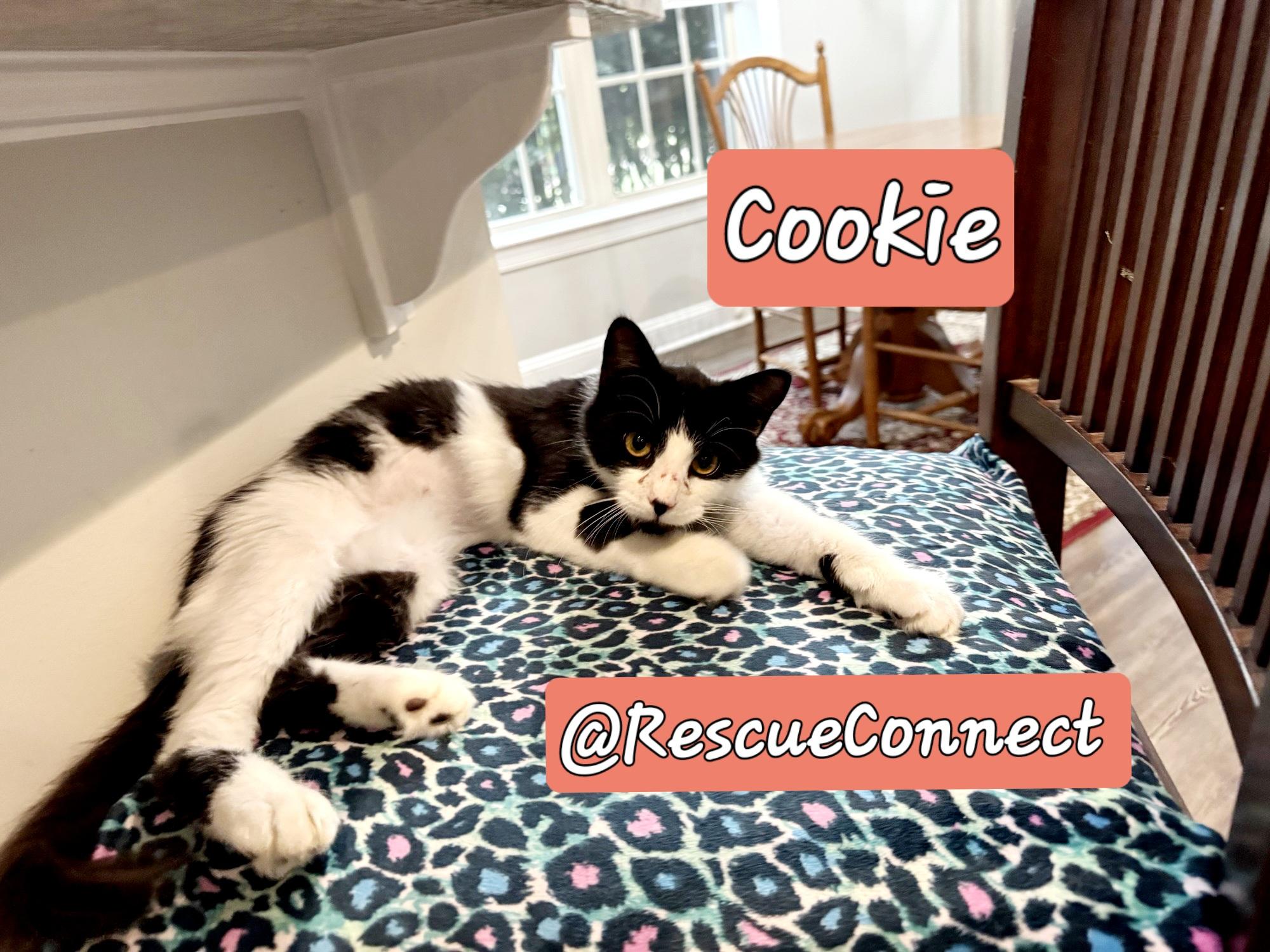 Enlarge Cookie, a Adoptable Domestic Medium Hair in Wilmington, NC image 1/4