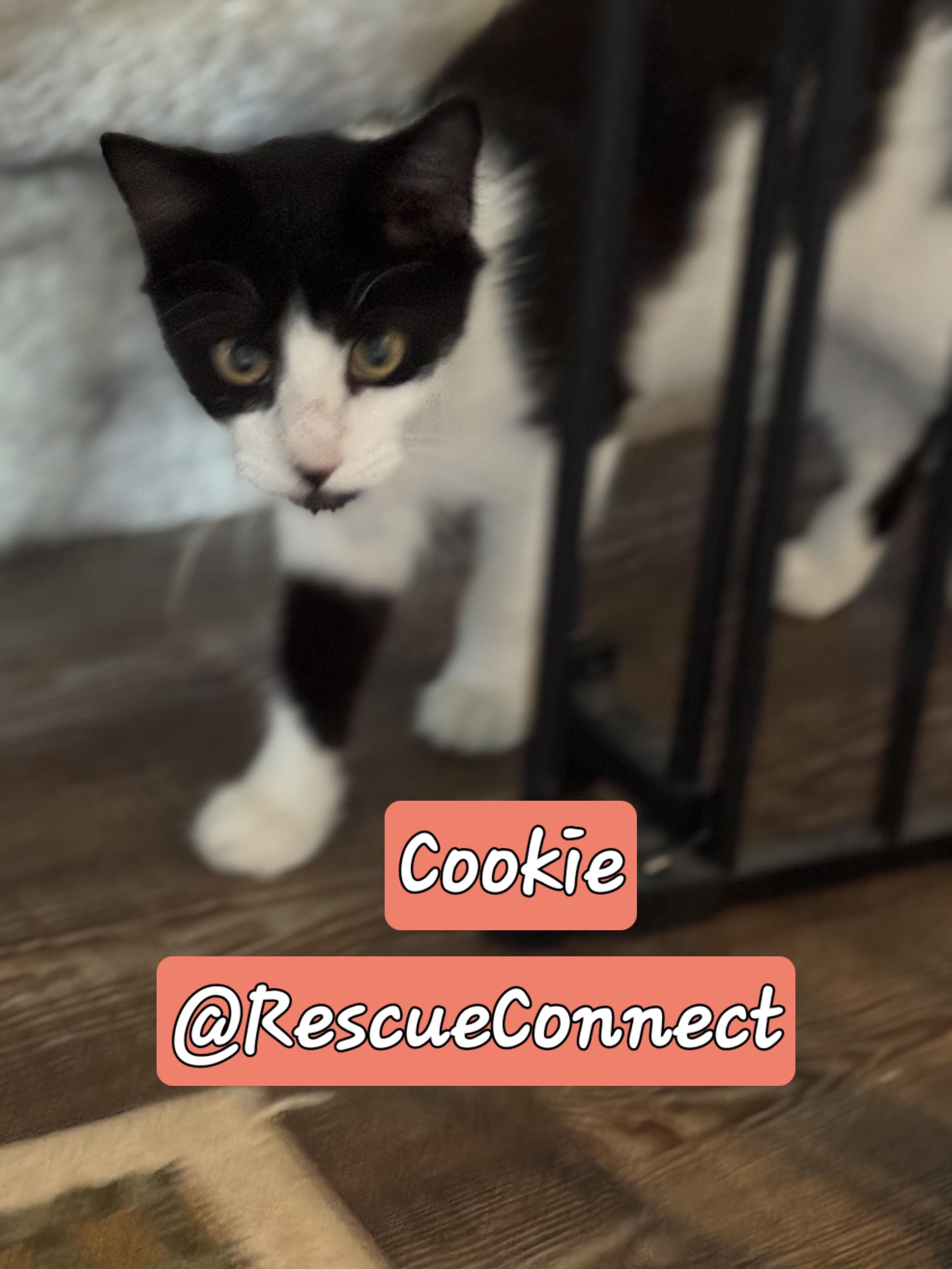 Enlarge Cookie, a Adoptable Domestic Medium Hair in Wilmington, NC image 2/4