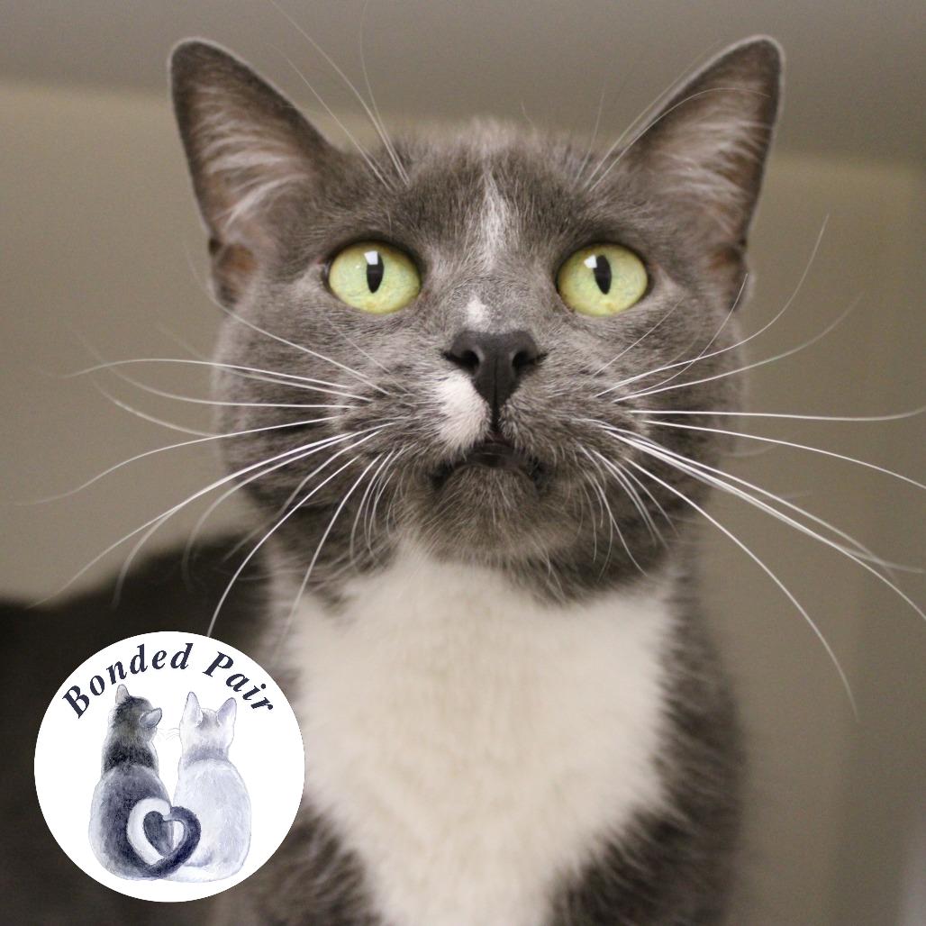 Enlarge Chloe, a Adoptable Domestic Short Hair in Champaign, IL image 1/3