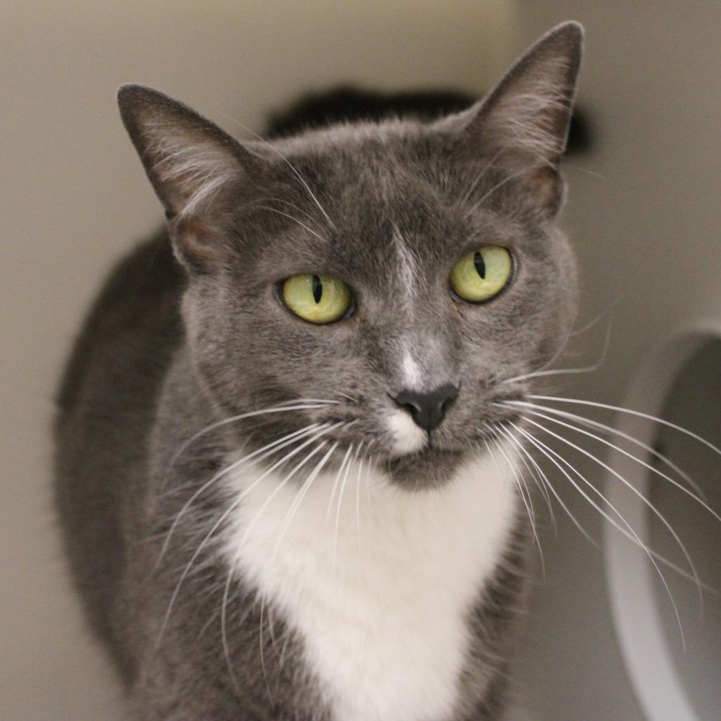 Enlarge Chloe, a Adoptable Domestic Short Hair in Champaign, IL image 2/3