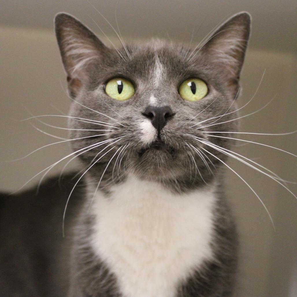 Enlarge Chloe, a Adoptable Domestic Short Hair in Champaign, IL image 3/3