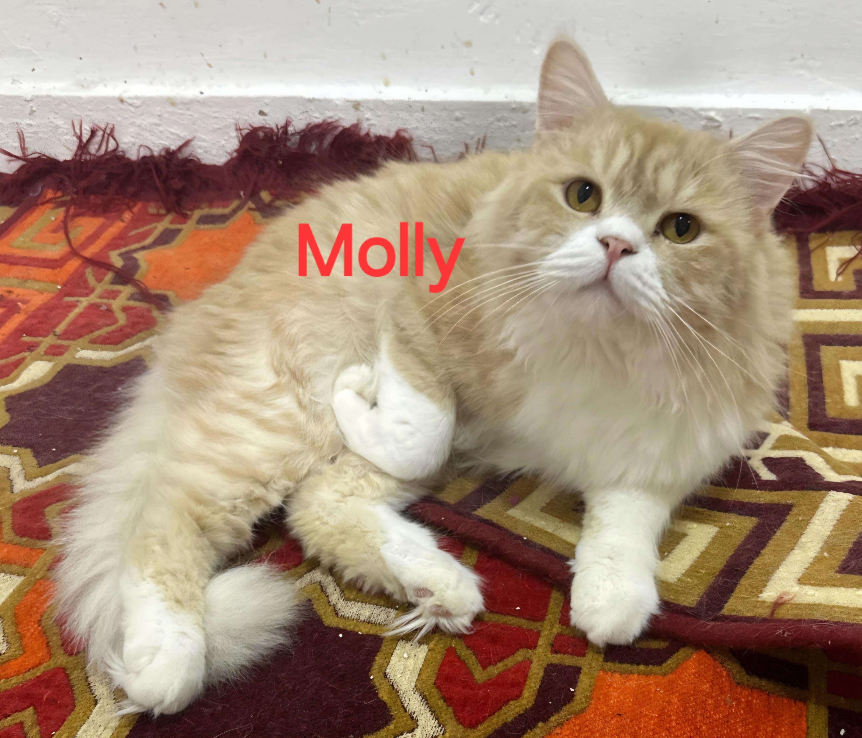 Molly thumbnail 3