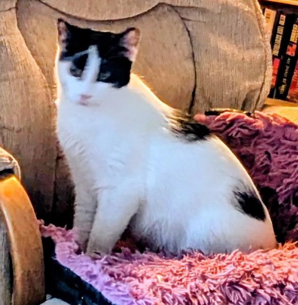 Domino, Adoptable, Young Male Domestic Short Hair.