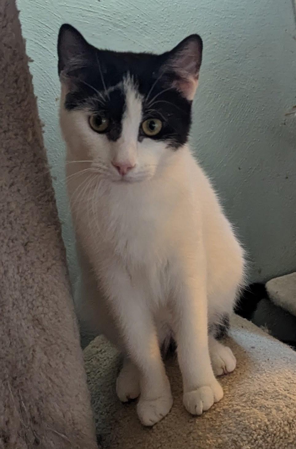 Domino, a Adoptable mixed breed in Export, PA image 2/6