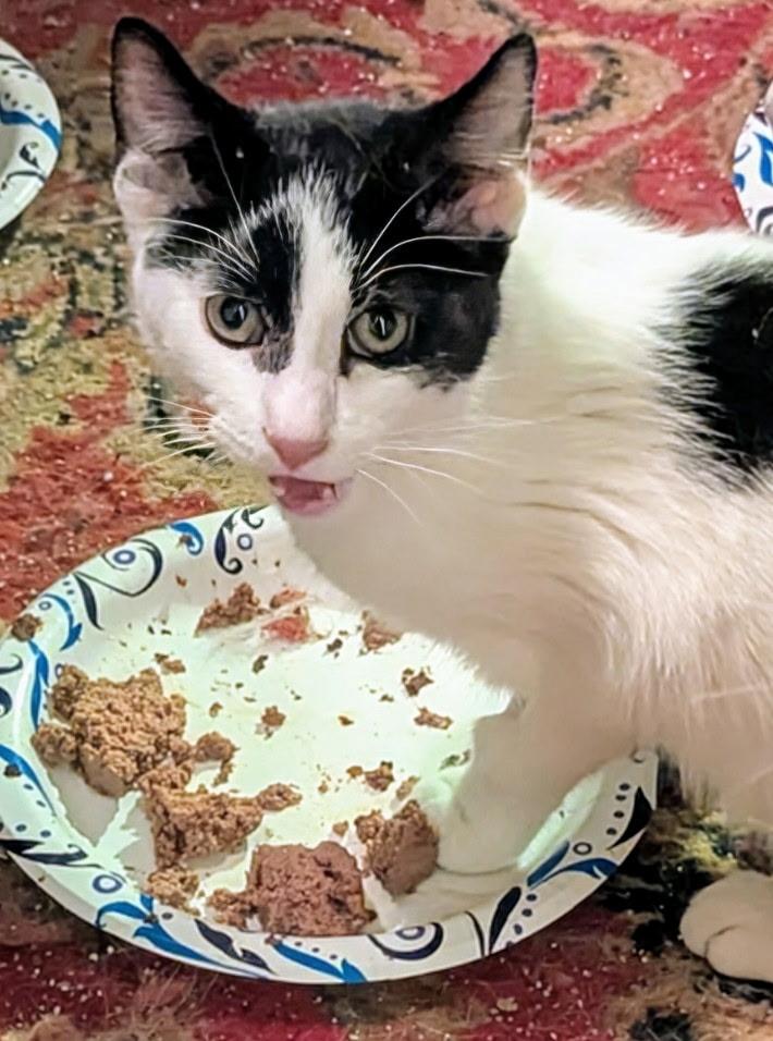 Domino, a Adoptable mixed breed in Export, PA image 5/6