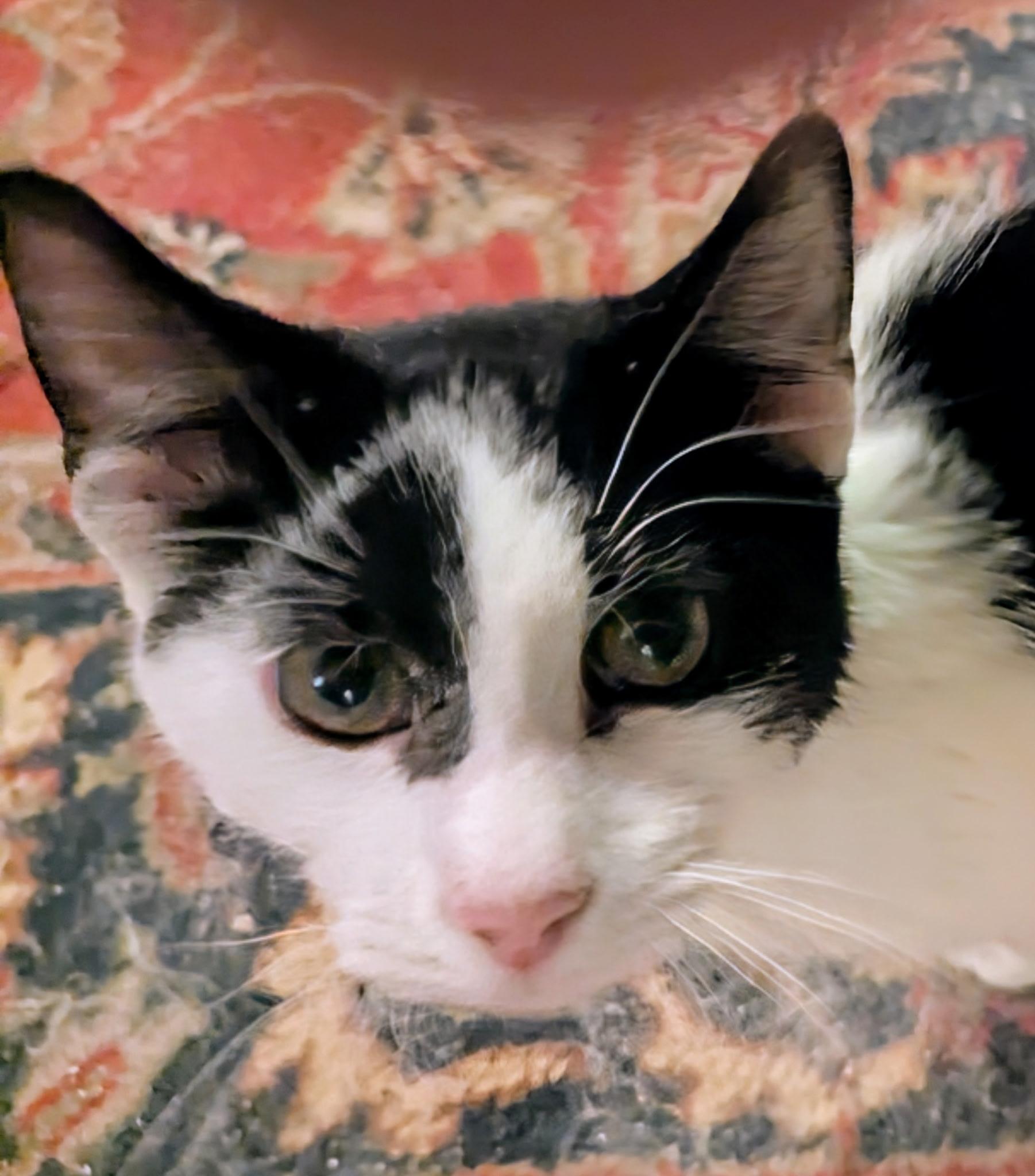 Domino, a Adoptable mixed breed in Export, PA image 4/6