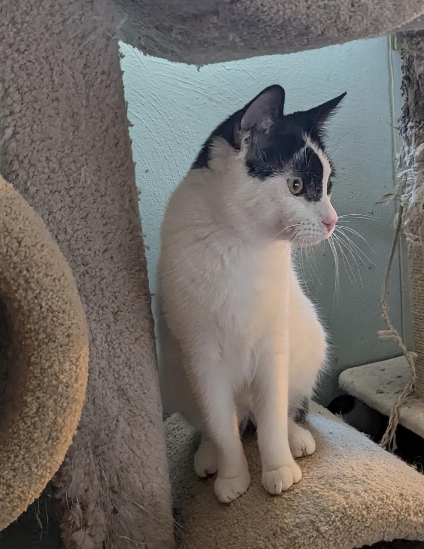 Domino, a Adoptable mixed breed in Export, PA image 3/6