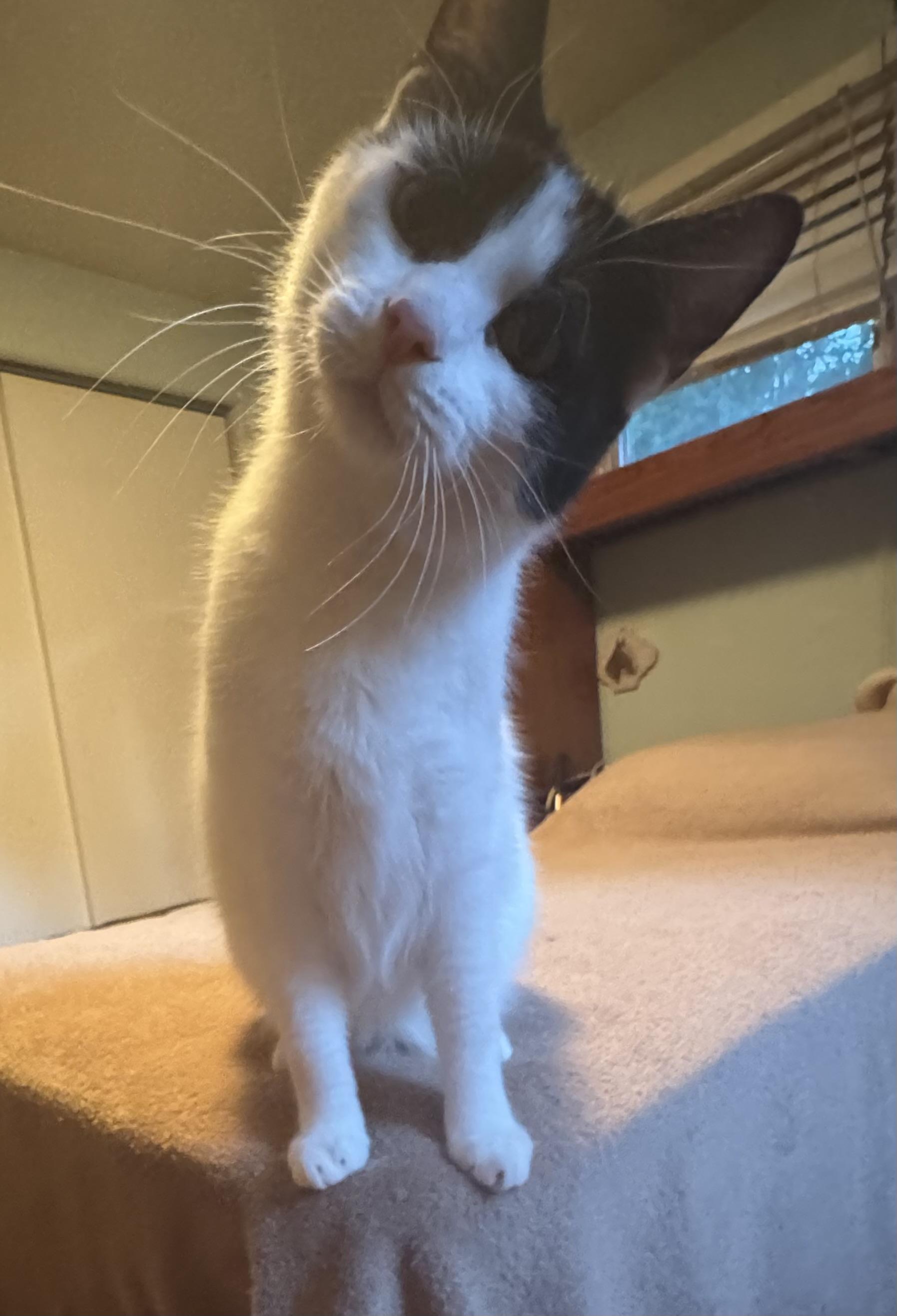 Enlarge Domino, a Adoptable mixed breed in Export, PA image 5/6