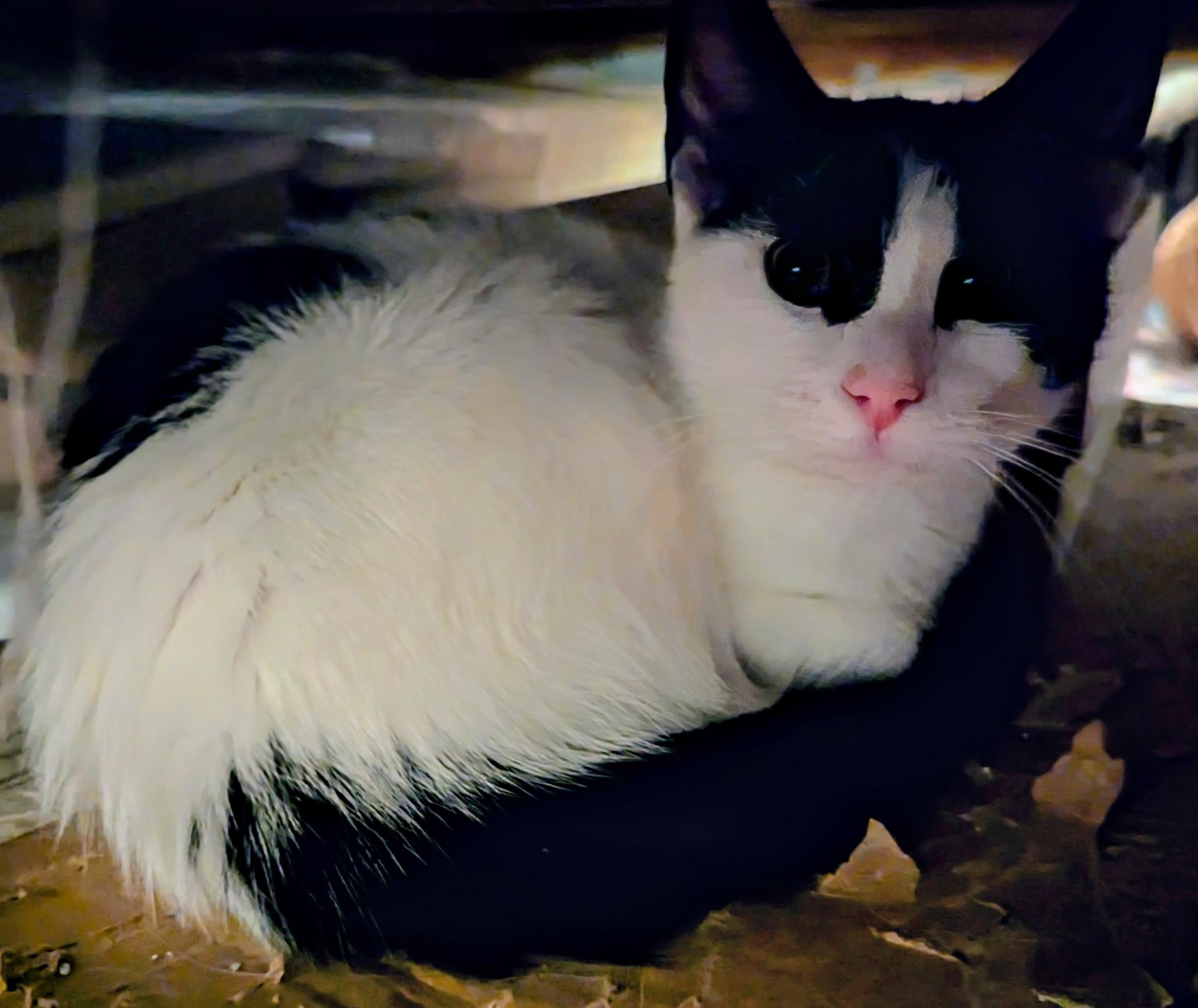 Domino, a Adoptable mixed breed in Export, PA image 6/6