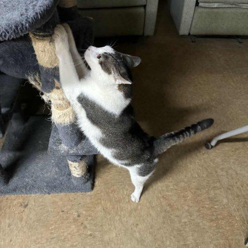 Dozer and Mini (BONDED PAIR), Adoptable, Young Male American Shorthair.