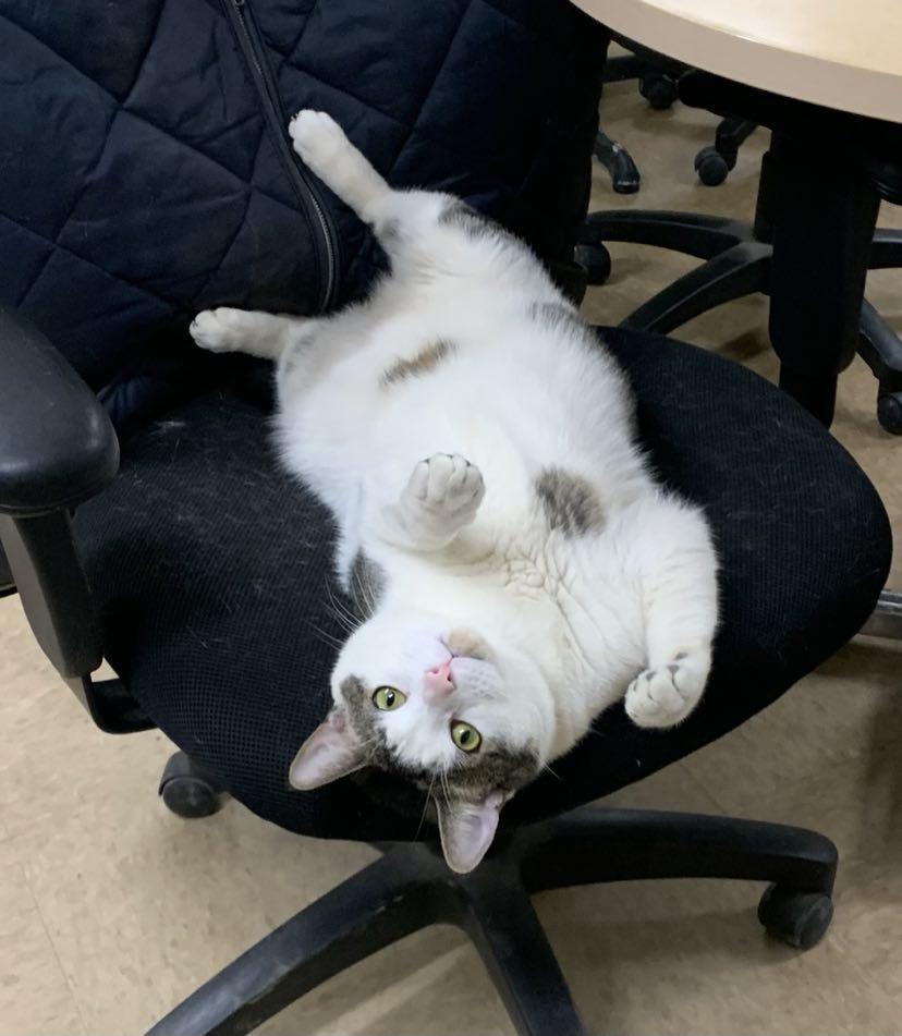 Enlarge Dozer and Mini (BONDED PAIR), a Adoptable American Shorthair in Verona, NJ image 2/6