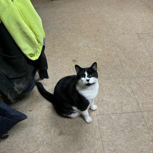 Enlarge Dozer and Mini (BONDED PAIR), a Adoptable American Shorthair in Verona, NJ image 2/6