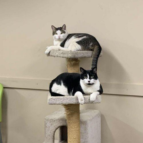 Enlarge Dozer and Mini (BONDED PAIR), a Adoptable American Shorthair in Verona, NJ image 3/6