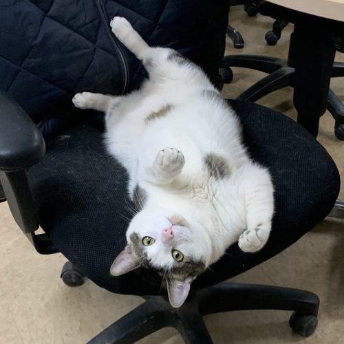 Enlarge Dozer and Mini (BONDED PAIR), a Adoptable American Shorthair in Verona, NJ image 5/6