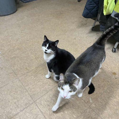 Enlarge Dozer and Mini (BONDED PAIR), a Adoptable American Shorthair in Verona, NJ image 6/6