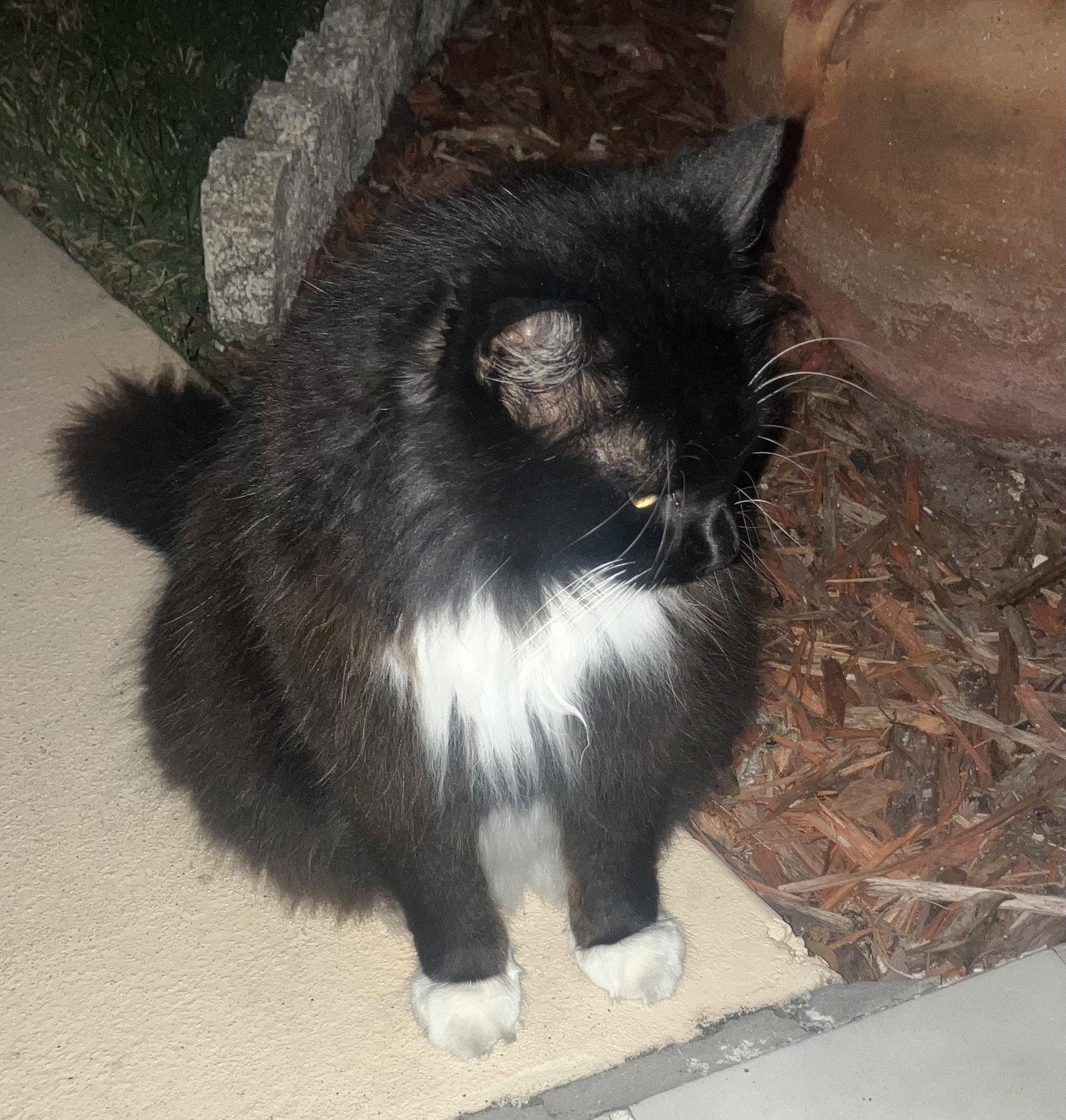 Enlarge Keanu, a Adoptable Domestic Short Hair in Oviedo, FL image 1/1