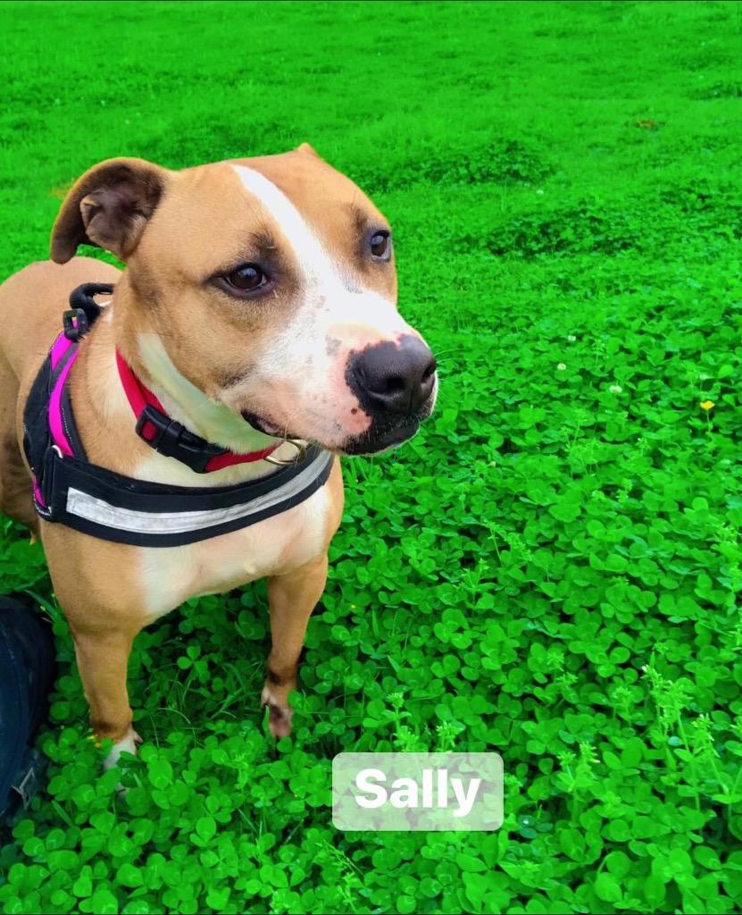 Sally, a Adoptable mixed breed in Saint Francisville, LA image 1/6
