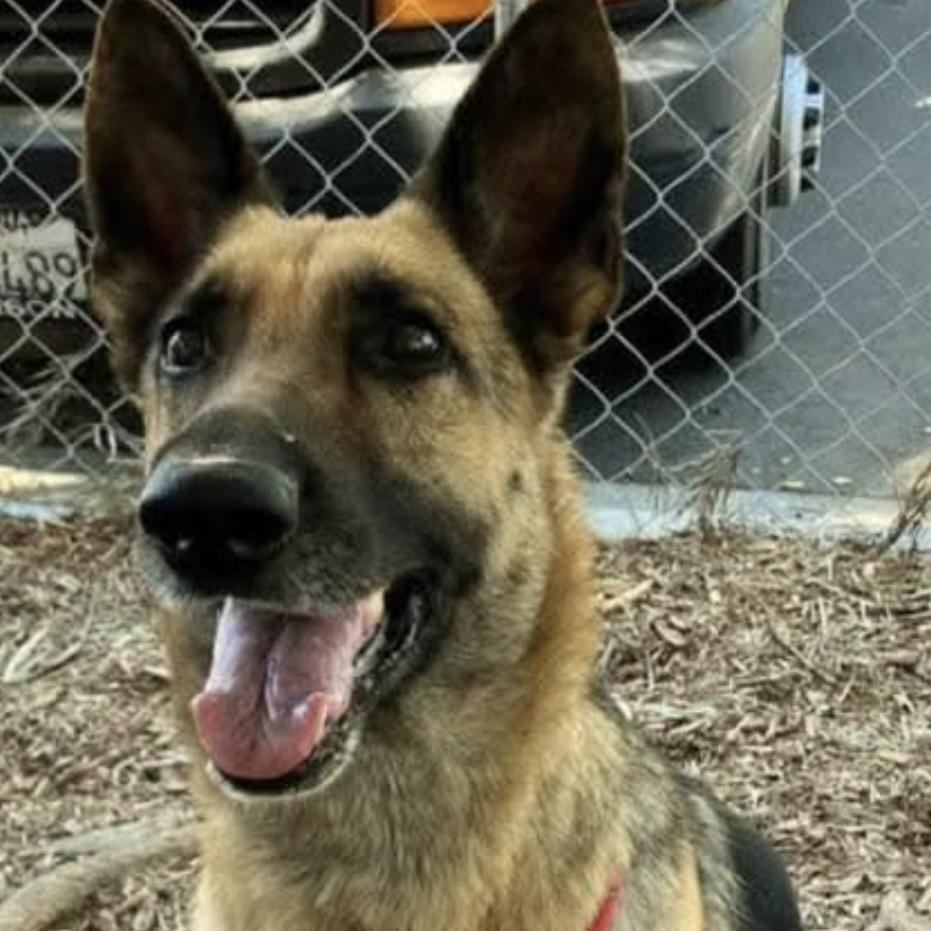 Enlarge Sophie, a Adopted German Shepherd Dog in Lebec, CA image 2/2