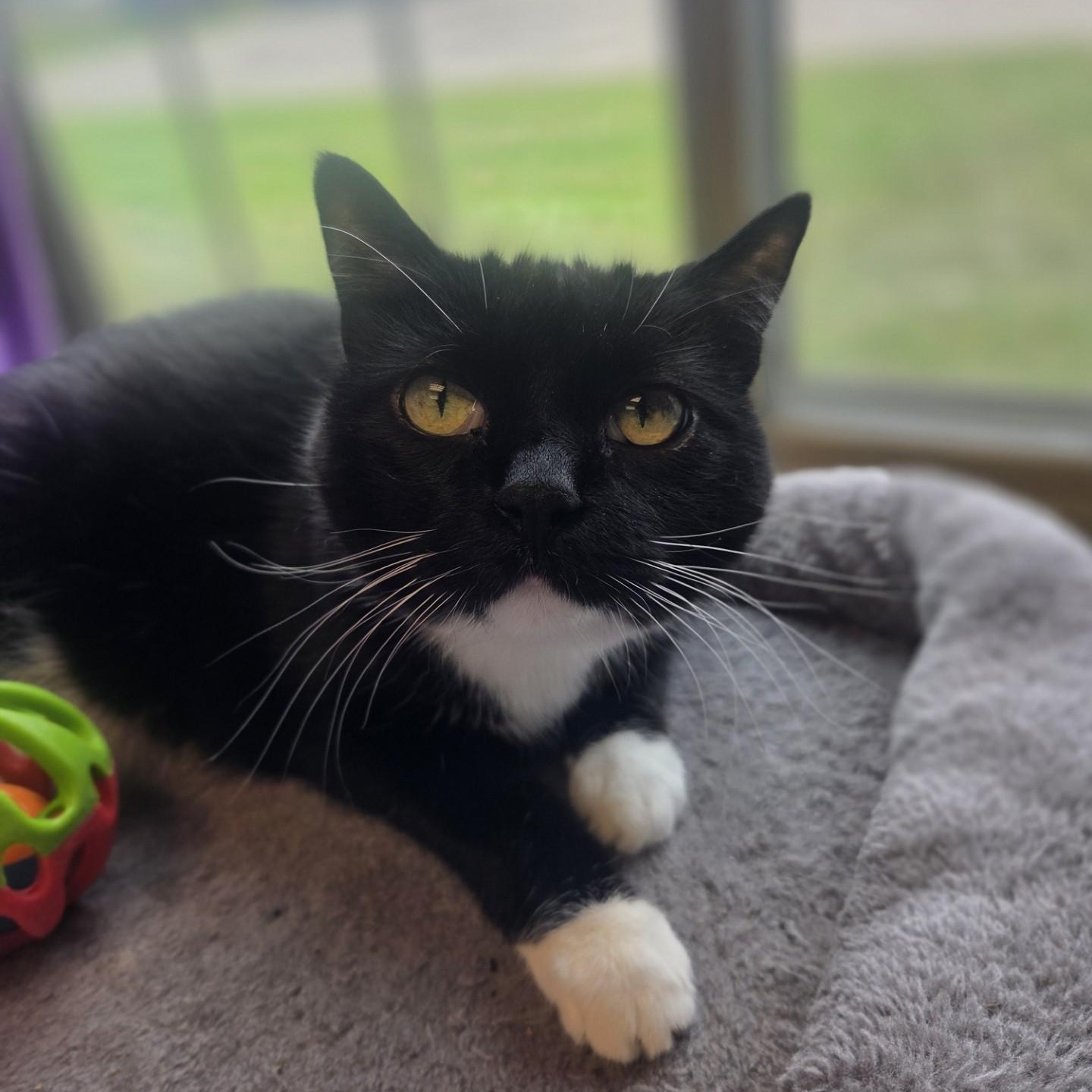 Chicago, ADOPTABLE, Adult Female Domestic Short Hair.