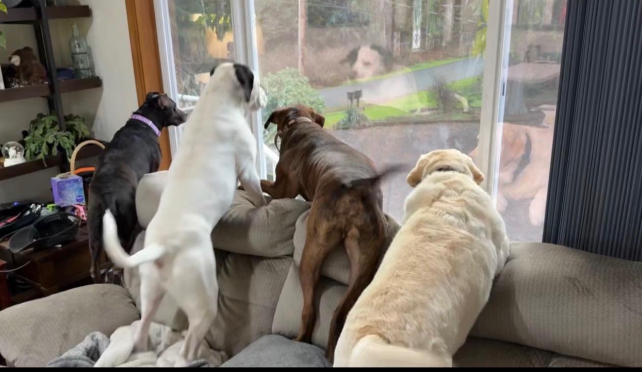 Enlarge Sage, a Adoptable mixed breed in Auburn, WA image 4/6