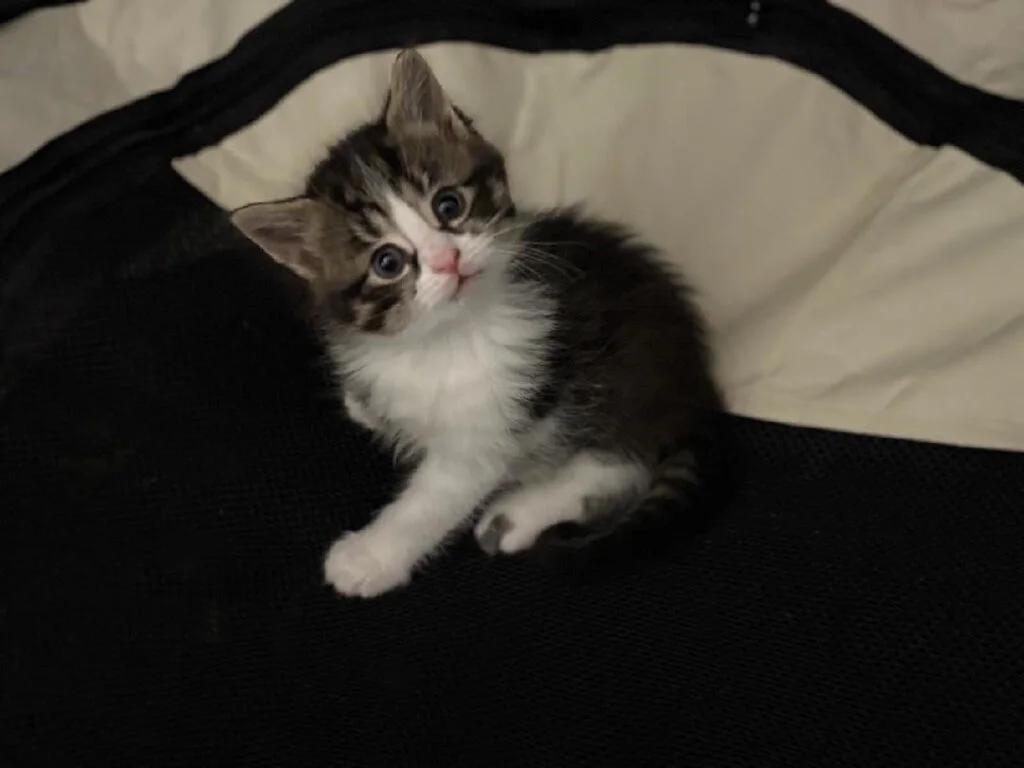 Marchy, ADOPTABLE, Kitten Female Domestic Medium Hair.