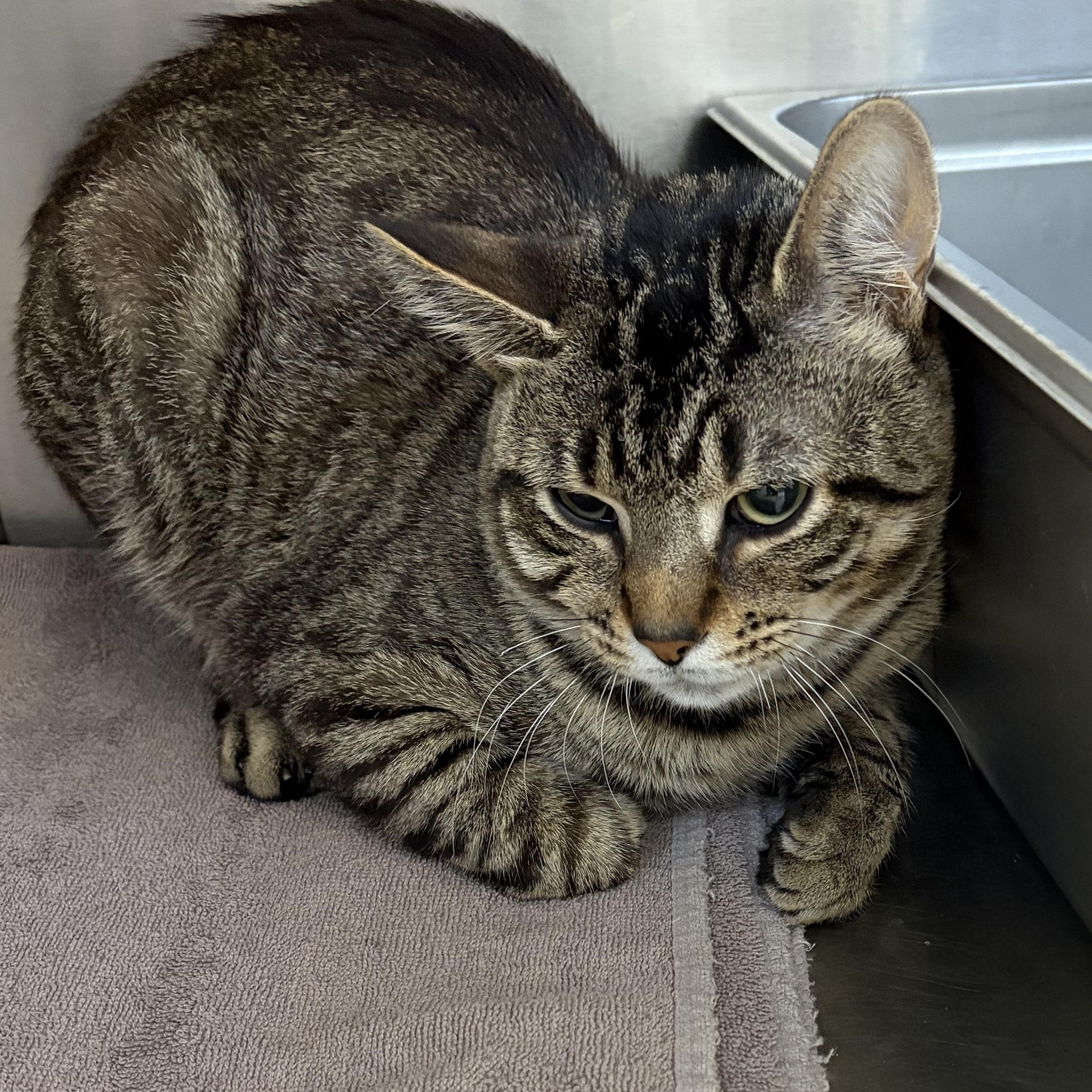 Enlarge Todd, a Adoptable American Shorthair in Scituate, MA image 2/3