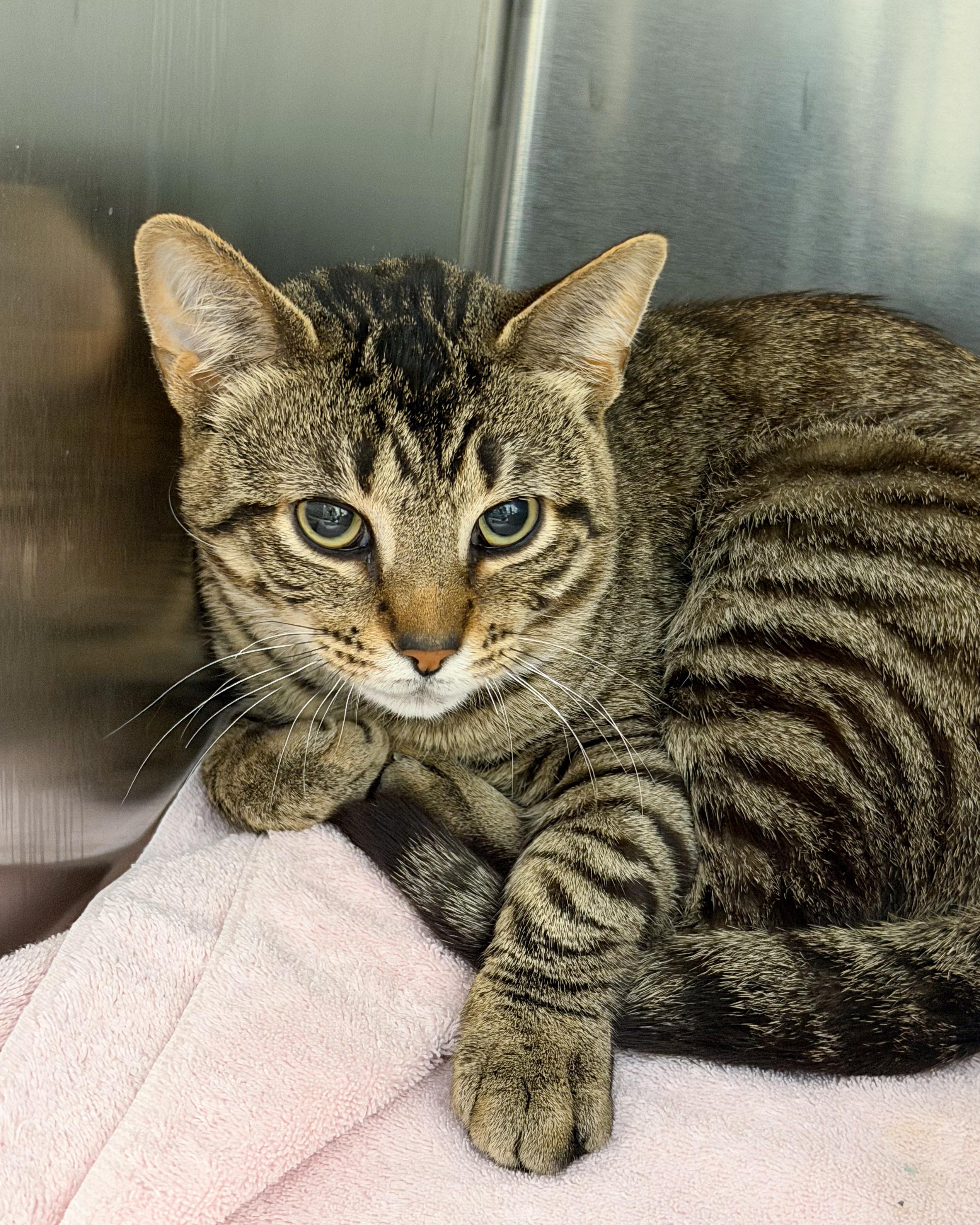 Todd, Adoptable, Adult Male American Shorthair.
