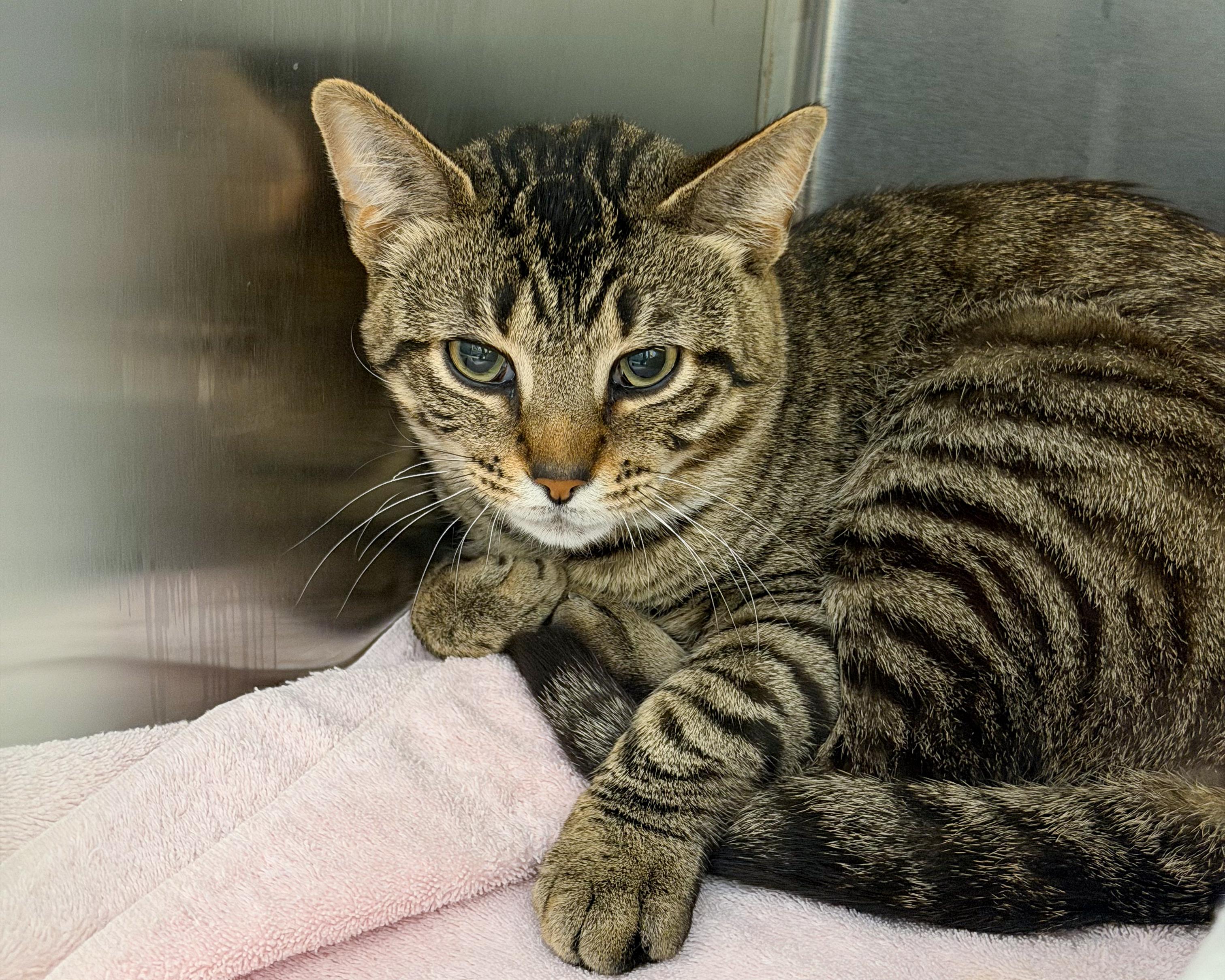 Enlarge Todd, a Adoptable American Shorthair in Scituate, MA image 3/3