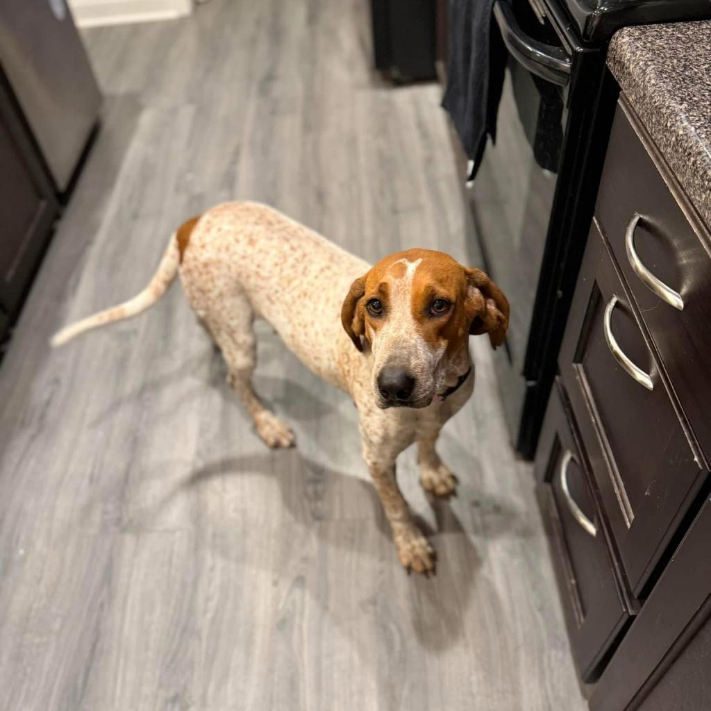 Enlarge Tapper, a Adoptable Coonhound in Savannah, GA image 1/6